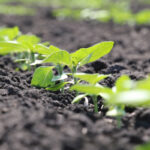 El tallo de flor es una parte fundamental en la vida de las plantas que requieren información adecuada