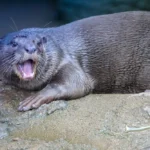 El Timón como Animal y Su Importancia en Ecosistemas Acuáticos