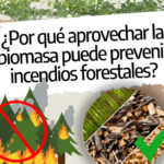 Entendiendo por qué se secan las plantas y cómo prevenirlo eficazmente
