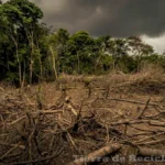 Entendiendo que es un bioma y su importancia en el ecosistema global