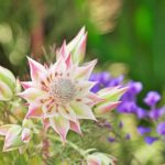 Explora la Belleza de los Árboles con Flores y Sus Nombres Más Representativos