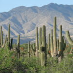 Explorando el Fascinante Mundo de las Plantas con Espinas y Sus Nombres