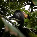 Explorando el fascinante mundo de los monos y su importancia en el ecosistema