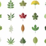 Explorando imágenes de plantas con sus nombres para una identificación efectiva