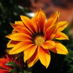 Explorando la Amplia Variedad de Flores y su Importancia en Nuestros Vidas