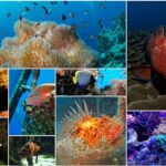 Explorando la biología marina y su importancia en el ecosistema global