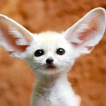 Explorando la Fascinante Diversidad de los Animales con Orejas Grandes