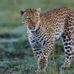 Explorando las Fascinantes Características del Leopardo, Guepardo y Jaguar