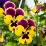 Guía completa sobre los cuidados de la planta pensamiento para maximizar su crecimiento y belleza