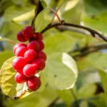 La Baya como Fruta Versátil y Nutritiva en Nuestra Alimentación Diaria