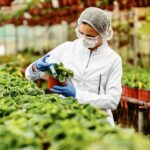 La biotecnología verde transforma la producción agrícola y la sostenibilidad ambiental