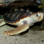 La Boca de Tortuga es un Ecosistema Único con Importante Biodiversidad