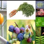 La botánica estudia las plantas y su importancia en el mundo natural