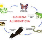 La cadena trófica de cuatro eslabones y su impacto en los ecosistemas
