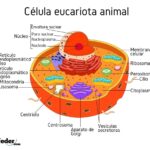 La célula eucariota y su importancia en el desarrollo de la vida multicelular