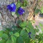 La Clematis es una planta asombrosa que embellece jardines de todo el mundo