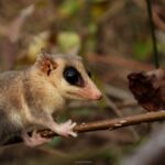 La comadreja es un mamífero fascinante que merece ser conocido por sus características y hábitats