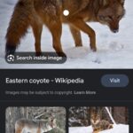 La Comparación Detallada Entre el Coyote y el Lobo en la Naturaleza