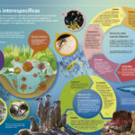 La competencia interespecífica y su impacto en los ecosistemas