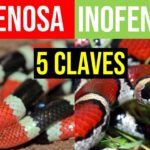 La Coralillo Venenosa y Falsa Su Importancia y Diferencias Claves