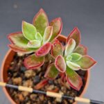 La Echeveria Pulvinata es una Suculenta Atractiva y de Cuidado Sencillo
