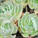 La Echeveria Runyonii como Planta de Interior Ideal para Decorar Espacios