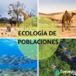 La Ecología de Poblaciones como Herramienta para Comprender la Dinámica de Ecosistemas