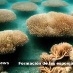 La Esponja de Mar es un Organismo Fascinante que Merece Nuestra Atención
