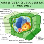 La estructura y función de la célula vegetal con nombres destacados