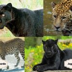 La fascinante comparación entre el leopardo y el jaguar en el mundo felino