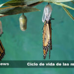 La fascinante metamorfosis de la mariposa a lo largo de su ciclo de vida