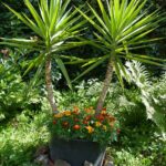 La fascinante muñeca planta y sus cuidados esenciales para el hogar