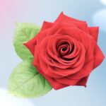 La flor que parece rosa es un símbolo de belleza y elegancia natural