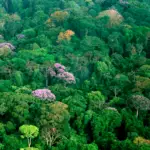La Flora del Clima Tropical Constituye un Ecosistema Diverso y Vital