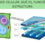 La función de la pared celular en los organismos vivos y su importancia ecológica
