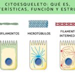 La función del citoesqueleto en las células y su relevancia biológica