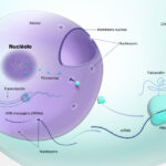 La función del nucleolo y su importancia en la célula