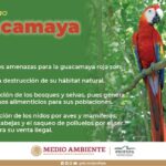 La guacamaya roja se enfrenta a la amenaza de la extinción y sus causas principales