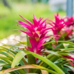 La Guzmania es una Planta Perenne Fascinante que Merece tu Atención