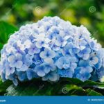 La hortensia azul es una de las flores más bellas y populares para el jardín