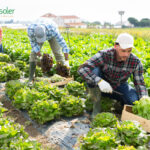 La horticultura como clave para una alimentación sostenible y saludable