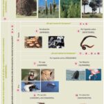 La Importancia de Comprender Qué Son los Heterótrofos en los Ecosistemas