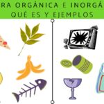 La Importancia de Diferenciar Entre lo Orgánico e Inorgánico para Niños