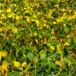 La importancia de identificar y tratar el fenómeno de las hojas amarillas en el limonero