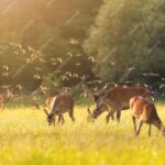 La Importancia de la Pradera Fauna en los Ecosistemas Naturales