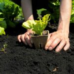 La importancia de la turba para plantas en el cultivo y jardinería
