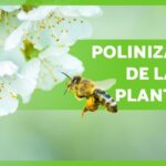 La importancia de las brácteas en las plantas y su rol en la polinización