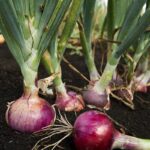La importancia de los bulbos en la reproducción asexual de las plantas
