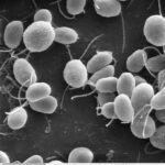La Importancia de los Cilios y Flagelos en los Organismos Vivos