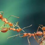 La importancia de los mordullos y su impacto en la salud bucal